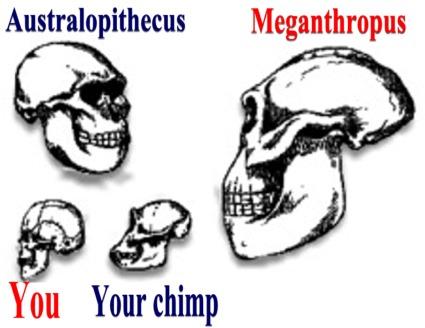 Изображения на черепите на: австралопитек (горе вляво), мегантроп (вдясно), съвременен човек (долу вляво), и шимпанзе.