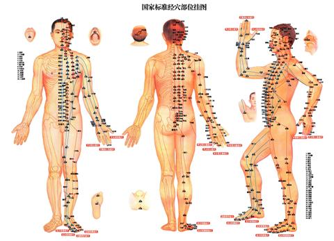 меридианите в човешкото тяло