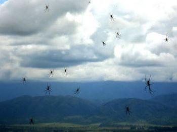 Дъжд от паяци, паднал през 2007г. в провинция Салта, Аржентина. 