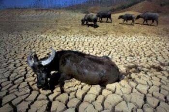 Воден бивол в пресъхнало изкуствено езеро в окръг Шилин (Shilin), провинция Юнан (Yunnan), Китай.