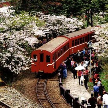 Пътят нагоре: посетителите се транспортират до Alishan Forest Line чрез влак, подходящ за изкачването на планината, преминавайки покрай черешови цветове и други красива гледки. 