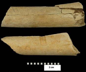 Употреба на древен инструмент: Тези две кости, датиращи отпреди около 3,4 милиона години, са част от ребро на бозайник с размерите на крава и част от бедрената кост на бозайник с размерите на коза