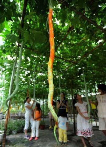 Посетители се възхищават на странна забележителност – змийоподобни пъпеши – в Съвременния селскостопански парк в гр. Тайджоу