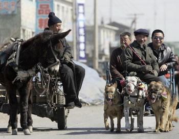 Китайските власти в Шанхай, издадоха закон: едно семейство-едно куче