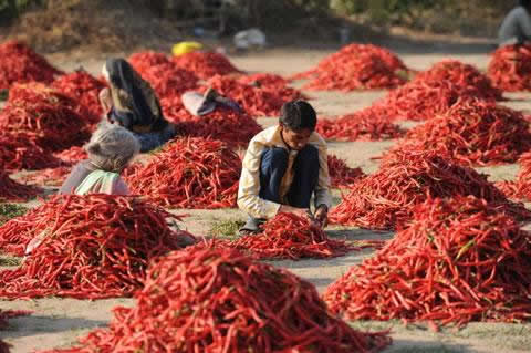 Още за: Лютите чушки. Индийски работници подготвят за пазара червени люти чушки, м. февруари 2011.