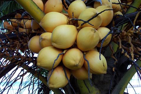 Кокосови орехи на палмата.