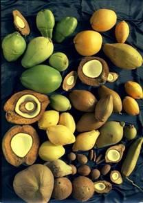 Разнообразието в цвят, големина и форма на различните сортове кокосови орехи. (Снимката е любезно предоставена от Д-р Йоханес Самосир, Индонезия) 