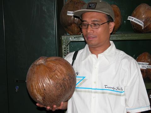 Необичайно голям кокосов орех. (Снимката е любезно предоставена от Д-р Йоханес Самосир, Индонезия)