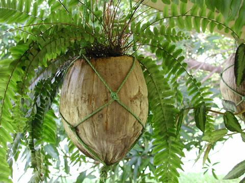 Саксия от кокосов орех. (Снимката е любезно предоставена от Д-р Йоханес Самосир, Индонезия)