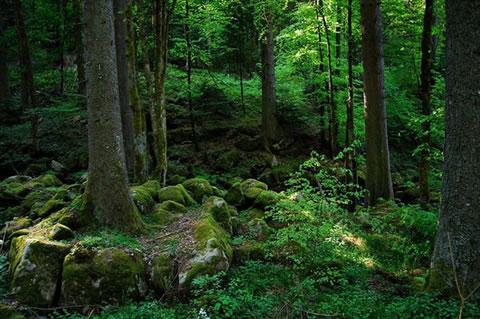 Приказните гори на Шварцвалд