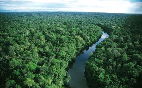 Дъждовните гори, Амазонка. 
