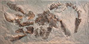 Вкаменелости на плезиозавър с ембриом, което предполага, че плезиозаврите са били живородни.