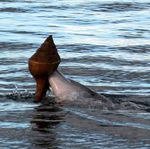 В Австралия са наблюдавани делфини, които повдигали голяма раковина от водата и я разклащали, за да изпадне риба, с която да се нахранят. 