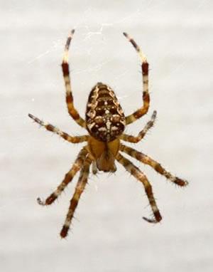 Изследване откри, че мозъкът на малките паяци е толкова голям, че изпълва телата им и "прелива" в краката им.