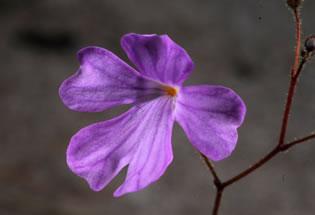 Това лилаво цвете получава хранителни вещества чрез подземни листа, които улавят и храносмилат червеи. 