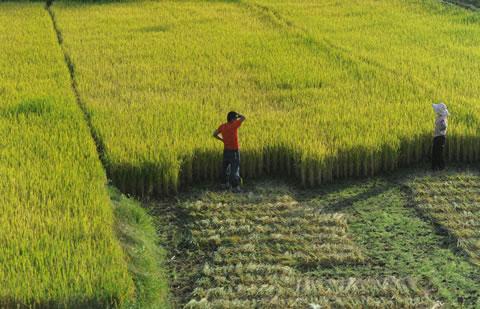 Китайски фермери бдят над своята област по време на прибиране на реколтата. Официалните статистики показват, че над 10% от обработваемата земя в Китай е замърсена.
