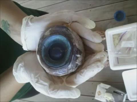 Мистериозно гигантско око намерено във Флорида