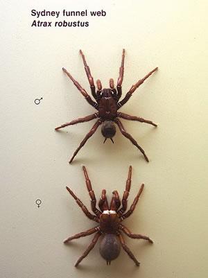 Самец и самка паяци Atrax robustus