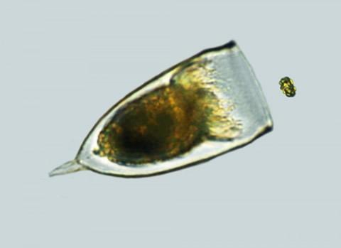 Зоопланктонният хищник Favella sp. (вляво) и бягащият от него фитопланктон Heterosigma