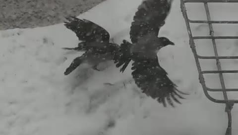 Враните също знаят как да се забавляват в снега