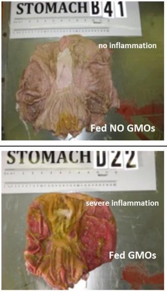 Стомах при хранене с ГМО и без ГМО