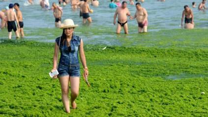 Китайските морета засегнати от най-мащабния досега цъфтеж на водорасли