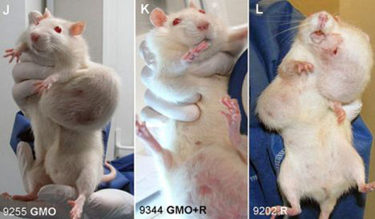 ГМО причиняват тумори у плъхове