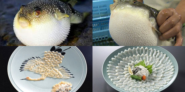 Фугу е най-прочутото ястие в японската кухня. Рибите, от които се приготвя, са смъртно отровни. 