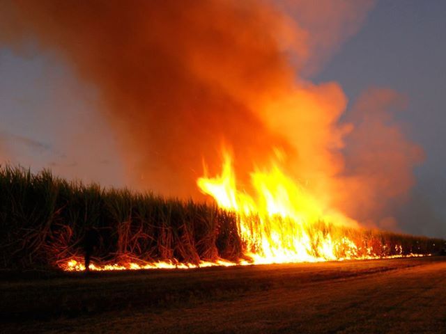 Унгария подпали ГМО колонизаторите от Монсанто!