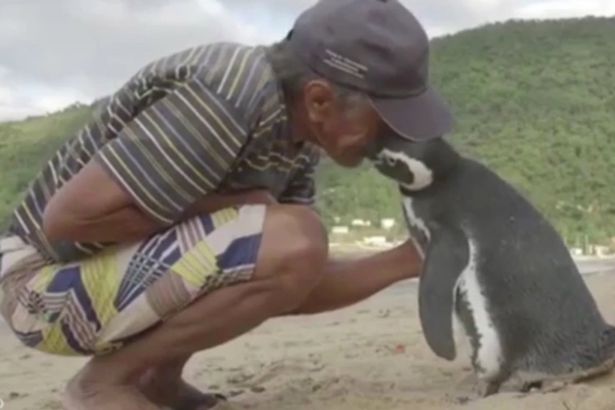 Пингвин пет години поред плува 5000 мили, за да се върне при спасителя си 