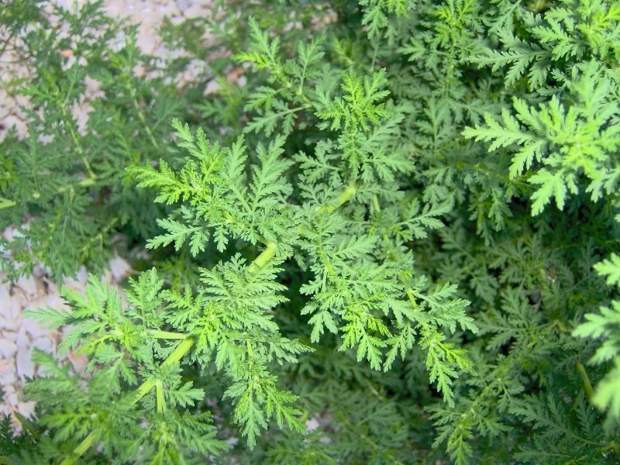 "Sweet wormwood" или "Artemisia Annua"