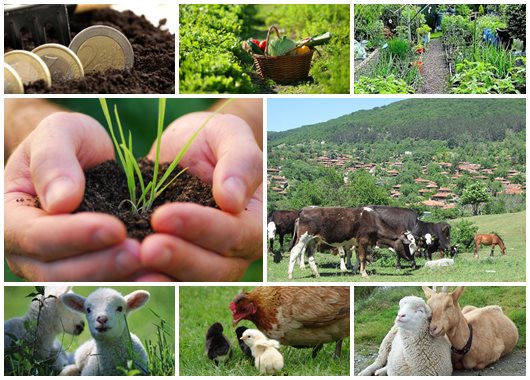 българско селскостопанство