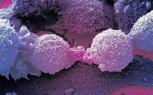 ракови клетки