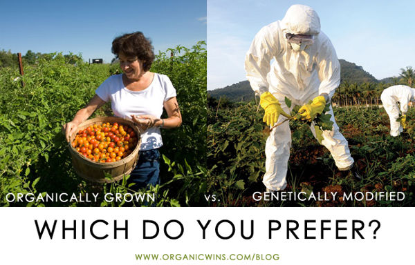 Органично отгледано или ГМО - Кое предпочитате? 